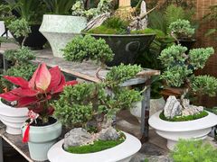 -龙大花卉苗木市场