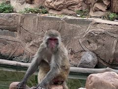 -石家庄市动物园