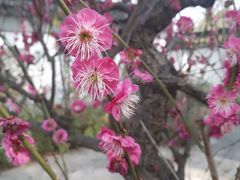 -苏州上方山国家森林公园
