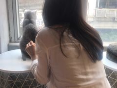 -猫儿山۰猫主题餐厅