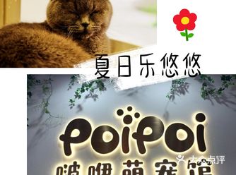 夏日宝藏遛娃地|PoiPoi啵咿萌宠馆