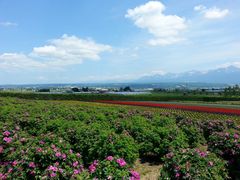 -富田农场