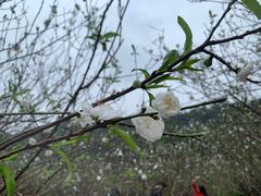 -南国桃园旅游度假区