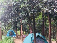 -铁山坪森林公园