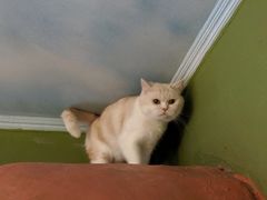 -猫猫幼稚园·撸猫·桌游·电玩