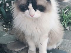 -喵屿·大理花园猫咖