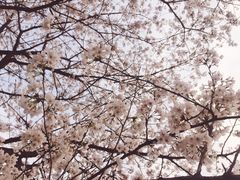-武汉大学-樱园