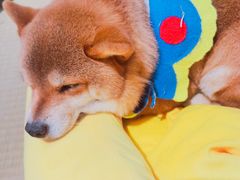 -逗柴咖啡屋·狗咖猫咖宠物桌游