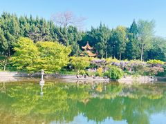 -嘉定紫藤园