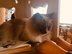 -Cappucimeow猫咪咖啡馆(韦伯时代店)