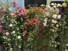 -金陵花卉交易市场
