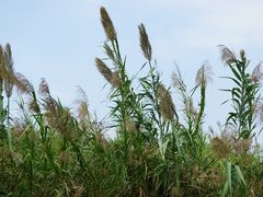-大湾区中央湿地公园