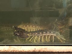 -泰华海鲜中餐厅(普吉镇店)