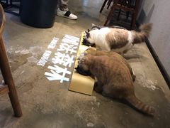 -咖法森林·咖啡  酒吧(天河店)