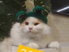 -平行世界·猫咖(首经贸店)