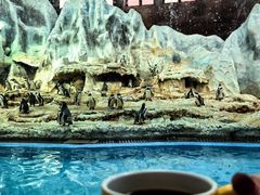 -帝企鹅自助餐厅•儿童岛•真企鹅(长隆企鹅酒店)