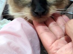 -爱侣宠医·鹦鹉专科·小型哺乳类·异宠专科(灵石路店)