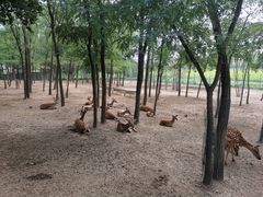 -大连铭湖国际观光牧场