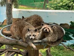 -西霞口神雕山野生动物世界