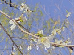 -桃花堤公园
