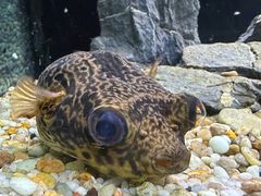 -上海海洋水族馆