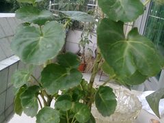 -天河客运站(地铁站)