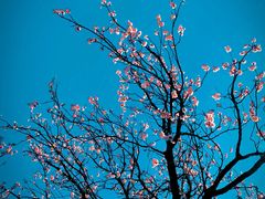 -白帝城·瞿塘峡景区