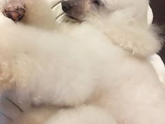 -美联众合动物医院·24h京西诊疗中心