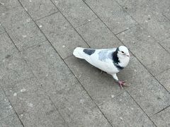 -中粮·祥云小镇