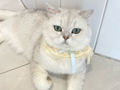 -关爱宠物医院·猫科中心·消化科(滨湖万达分院)