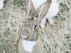 -田园东方蜜桃村的田野营地
