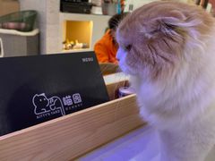 -喵园·猫主题咖啡厅·撸猫·猫咖(国贸店)