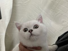 -lincat·猫舍(广州店)