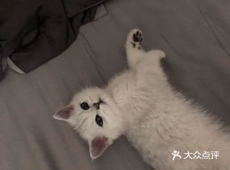 买猫猫容易养猫猫难哦  刚满3个月的英短银渐层妹妹：