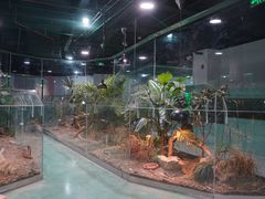 -上海大自然野生昆虫馆(东方明珠·爬宠昆虫探索中心)