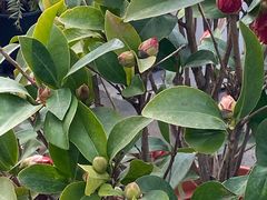 -龙大花卉苗木市场