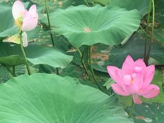 -北纬44度·金珠花海休闲农业旅游景区