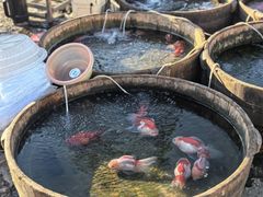 -中环花鸟鱼虫市场