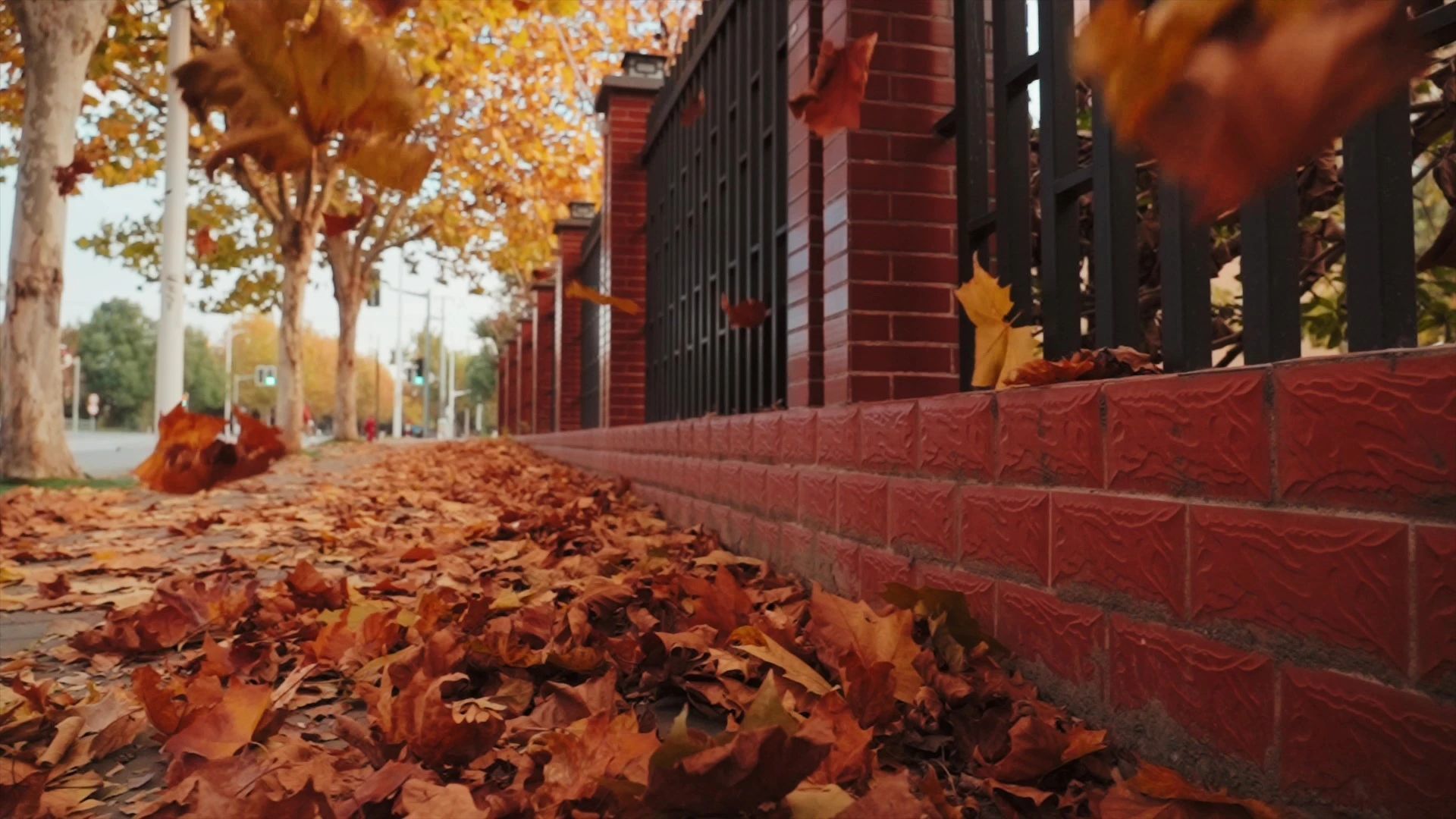 梧桐叶落,岁月静好