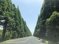 -黄海国家森林公园