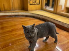 -猫小院猫主题咖啡厅(北锣店)
