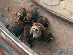 -灵玲国际马戏城