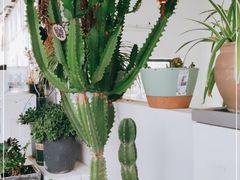 -唐咖精品咖啡(大理古城手冲店)