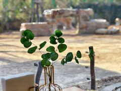 -上海野生动物园老虎餐厅