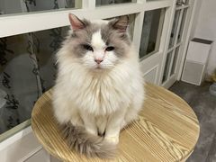 -楼上猫咖(罗湖店)