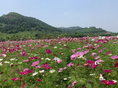 -径山花海
