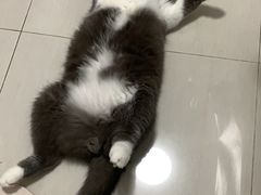 -伟伟宠物医院·瑞派猫友好医院·猫科(光谷店)