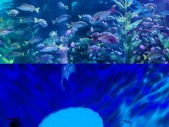 -泉城欧乐堡海洋极地世界