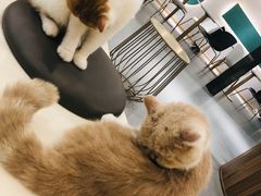 -飞行喵MR PILOT|猫舍·猫咖(静安大融城店)