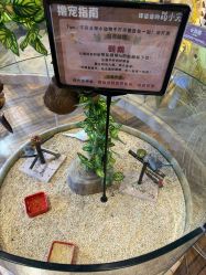 -卡通尼·Safari非洲探索乐园·生日会(金桥国际商业广场店)